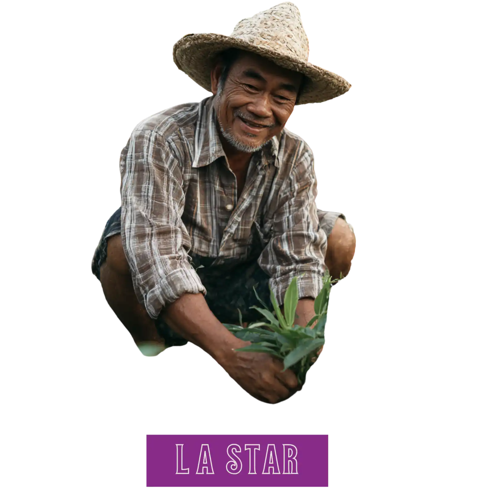 Paysans souriant en train de planter.